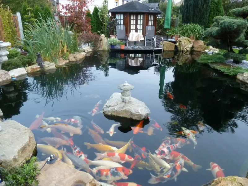 Hồ cá sân vườn đẹp với thiết kế Nhật Bản hài hòa cùng cảnh quan xanh mát.