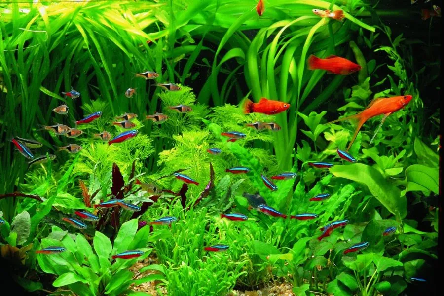 Hồ cá tiểu cảnh mini nên chọn những loài cá nhỏ và thực vật thủy sinh phù hợp