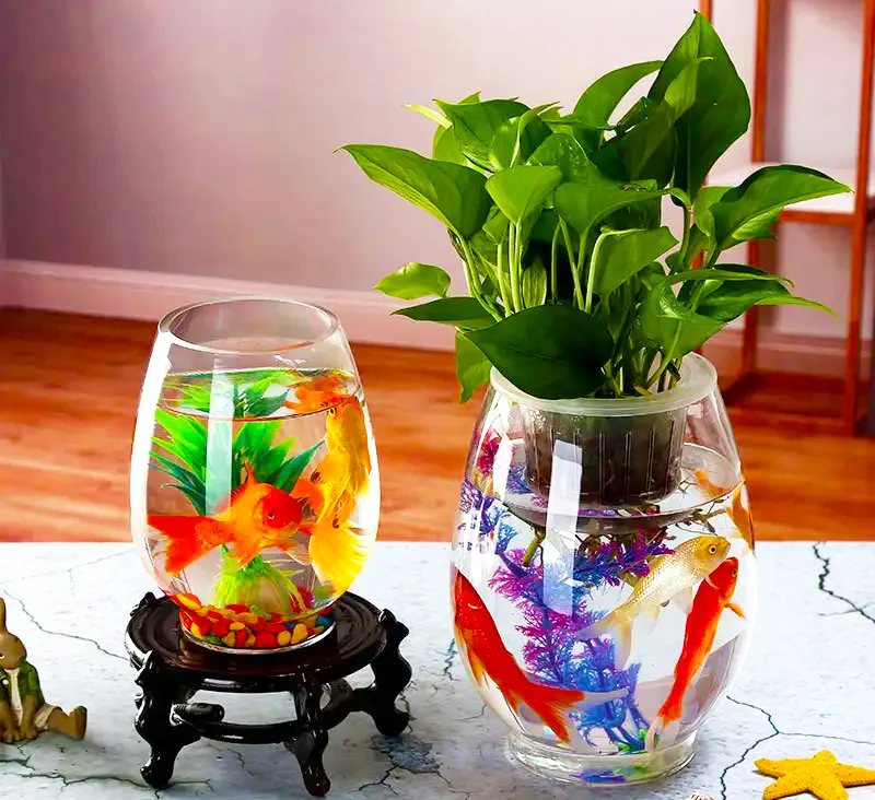 Hồ thủy sinh hình bầu dục đang ngày càng được ưa chuộng bởi những ưu điểm vượt trội