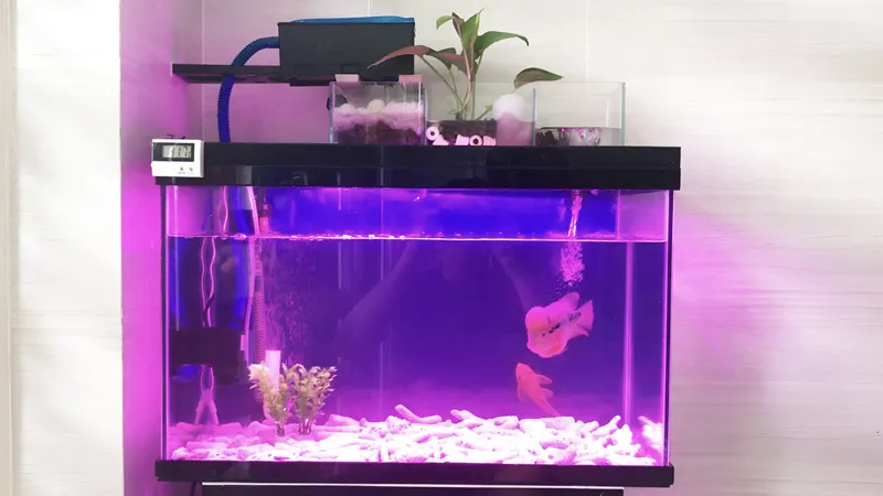 Hồ thủy sinh La Hán là mẫu bể cá cảnh dành riêng để nuôi những chú cá la hán