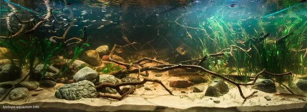 Hồ thủy sinh phong cách Biotope tự nhiên