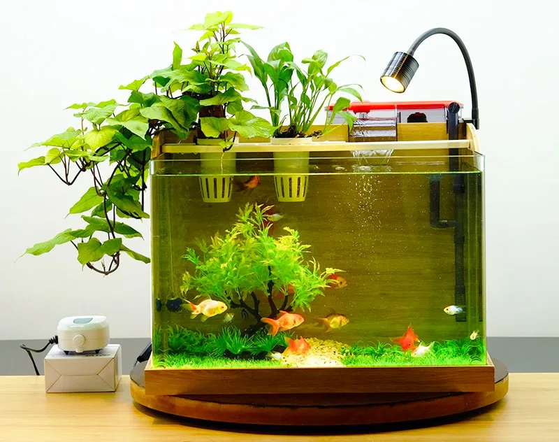 Hồ thủy sinh viền gỗ là nơi sinh sống lý tưởng cho các loại cá nhỏ và cây thủy sinh