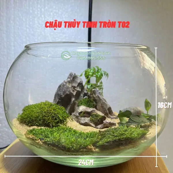 Hồ thủy tinh nuôi cá mang vẻ đẹp sang trọng