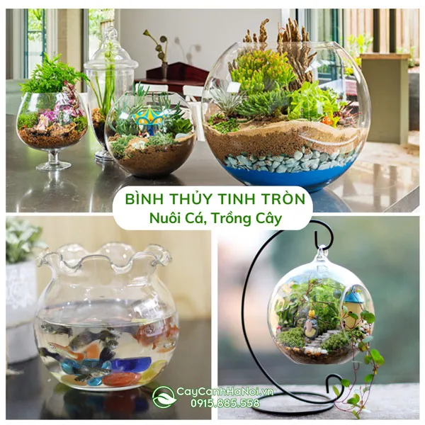 Hồ thủy tinh tròn nuôi cá cảnh mini