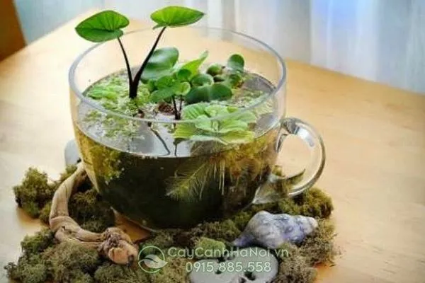 Hồ tiểu cảnh mini trong chậu trang trí không gian