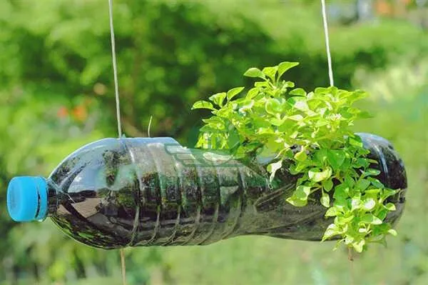 Hướng dẫn cách tái chế chai nhựa thành chậu cây cảnh