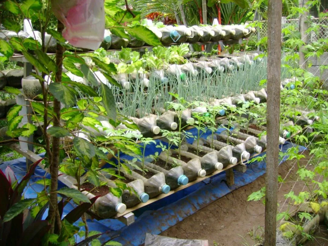 Khu vườn sạch đẹp và an toàn, được tạo nên từ những chai nước 5 lít tái chế, thể hiện sự sáng tạo và tình yêu thiên nhiên.