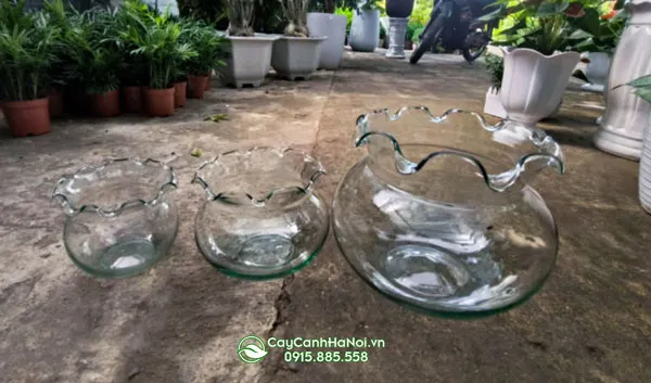 Kích thước đa dạng của chậu thủy tinh tròn miệng bèo