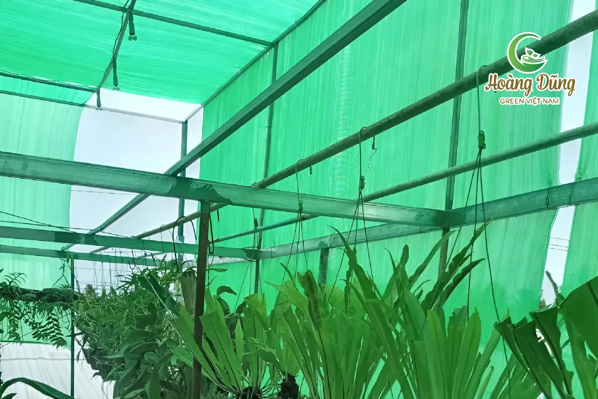 Lưới chắn gió màu xanh Đài Loan giúp bảo vệ cây trồng khỏi các tác động thời tiết