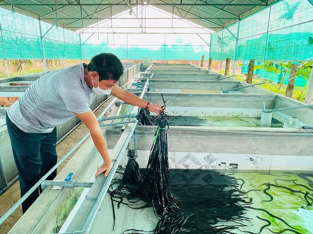 Lươn nước ngọt đang bơi trong môi trường nuôi được kiểm soát, cho thấy kỹ thuật nuôi lươn đơn giản nhưng mang lại hiệu quả kinh tế cao do nhu cầu thị trường lớn.