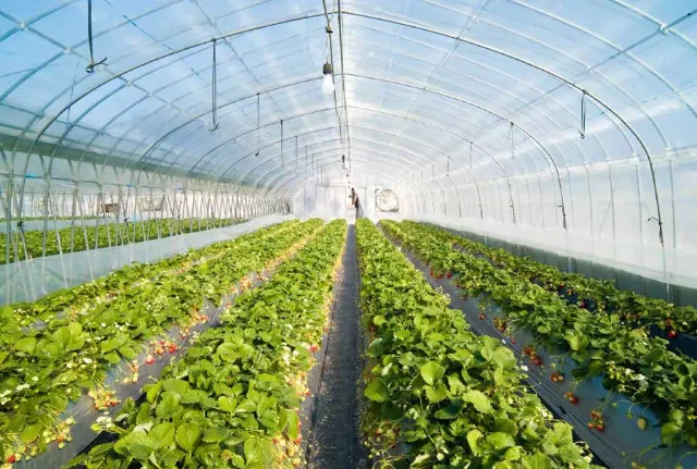 Màng nhựa PVC trong dẻo ứng dụng trong nông nghiệp