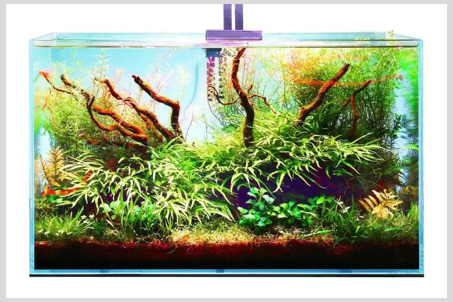 Mẫu hồ thủy sinh đơn giản với cá bơi lội