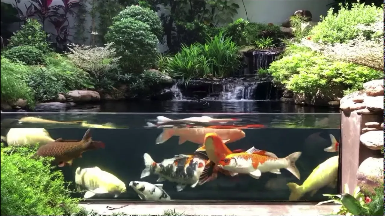 Mẫu thiết kế hồ cá koi mini