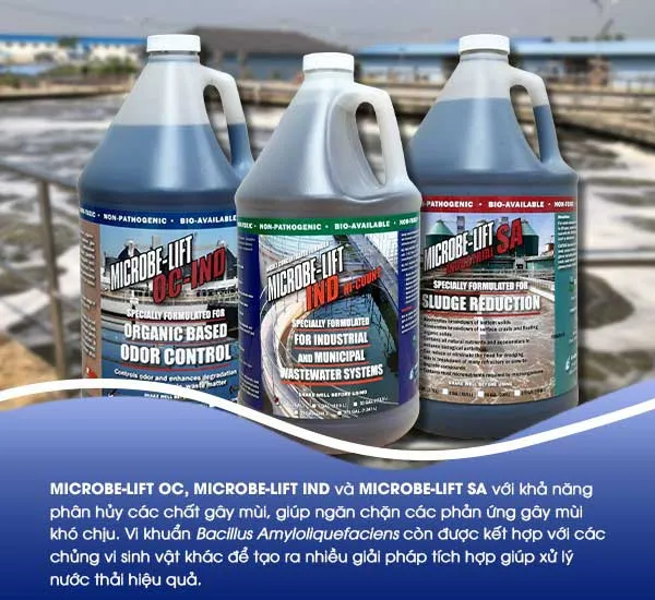 Men vi sinh Microbe-Lift OC, IND và SA chứa chủng Vi khuẩn Bacillus Amyloliquefaciens giúp kiểm soát khí gây mùi hiệu quả trong quá trình xử lý nước thải.