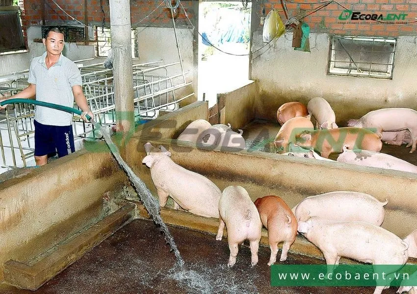Mô hình chăn nuôi heo hiện đại với hệ thống xử lý nước thải, thể hiện tầm quan trọng của công nghệ xử lý nước thải chăn nuôi trong việc bảo vệ môi trường và tối ưu hóa lợi ích.