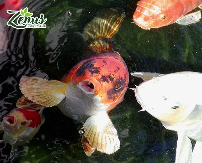 Những chú cá koi khỏe mạnh được lựa chọn kỹ càng để thả vào hồ.