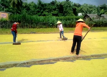 Nông dân phơi thóc dưới ánh nắng mặt trời, ứng dụng năng lượng mặt trời để sấy khô nông sản một cách truyền thống và hiệu quả.