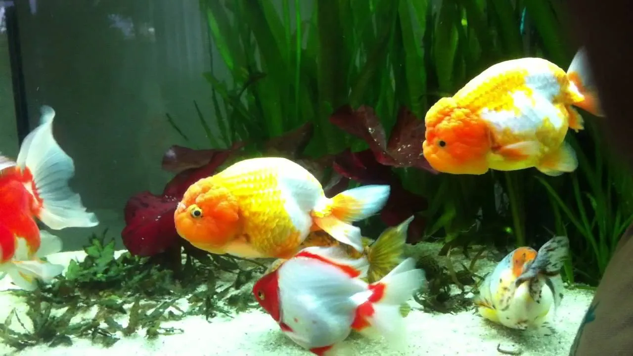 Nuôi cá Ranchu thành công