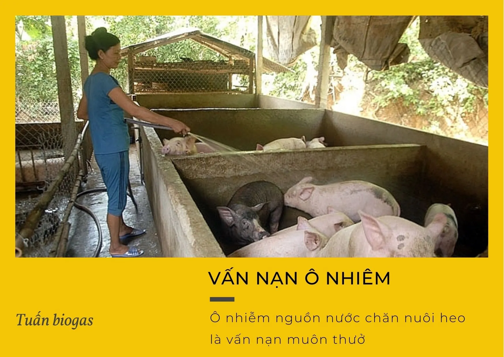 Ô nhiễm môi trường từ chăn nuôi heo