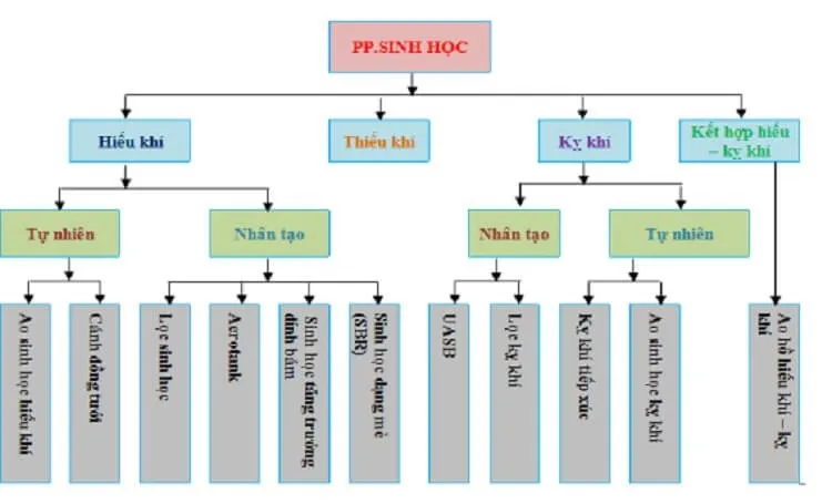 Quá trình xử lý sinh học trong nước thải.
