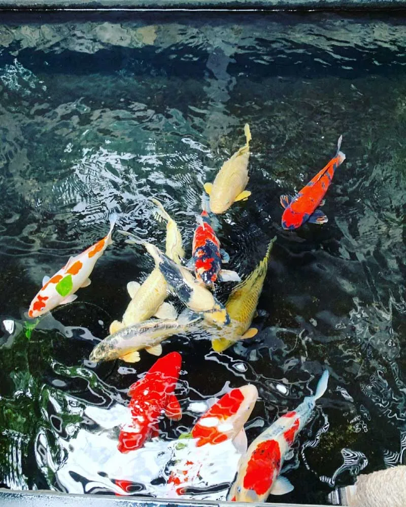 Quan sát kỹ động tác bơi lội của cá để đánh giá sức khỏe. Cá khỏe sẽ linh hoạt, nhanh nhẹn, bơi lượn tự nhiên.