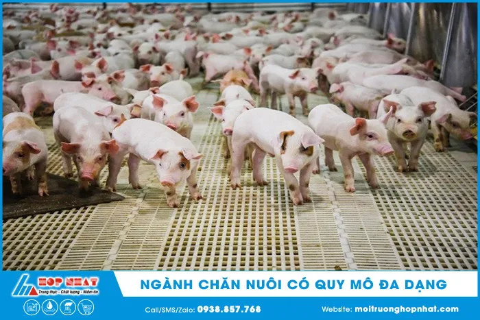 Quy mô đa dạng của ngành chăn nuôi lợn tại Việt Nam