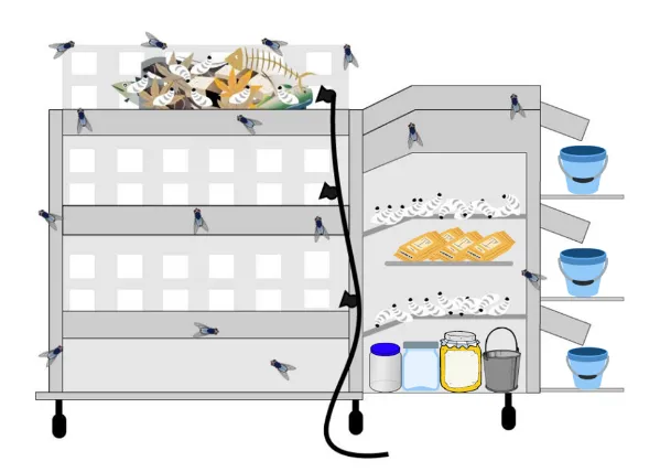 Quy trình xử lý rác hữu cơ và trưởng thành của ấu trùng ruồi lính đen