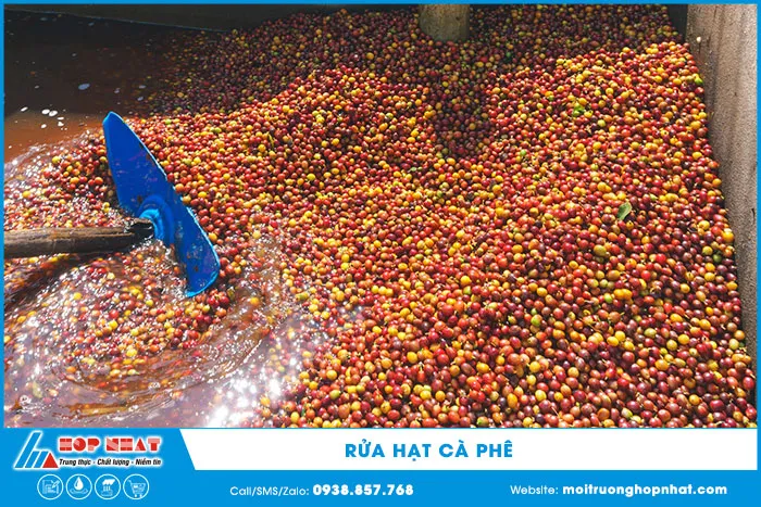 Rửa hạt cà phê