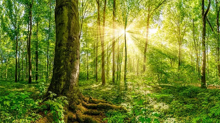 Rừng là tài nguyên quý giá cần được bảo vệ