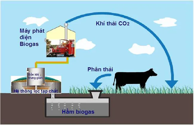 Sơ đồ minh họa chu trình hình thành khí Biogas từ chất thải hữu cơ và ứng dụng làm năng lượng sạch
