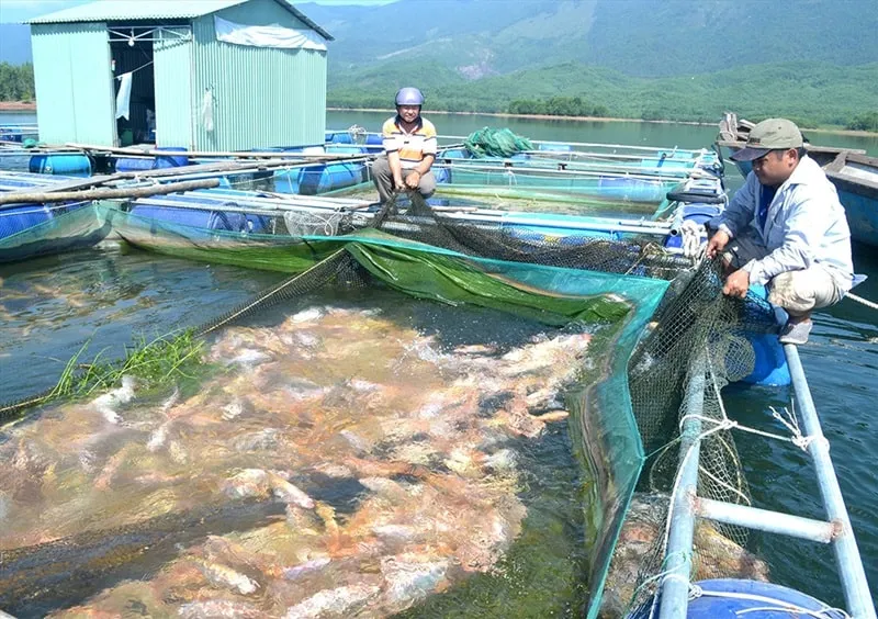 Sơ đồ tổng quan về các mô hình nuôi trồng thủy sản nước ngọt