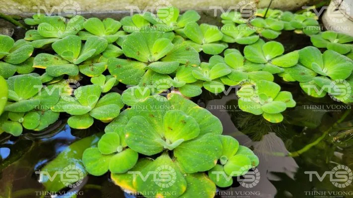 Sử dụng bèo tây trong xử lý nước thải