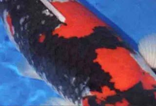 Sumi của cá Koi Showa to và rộng
