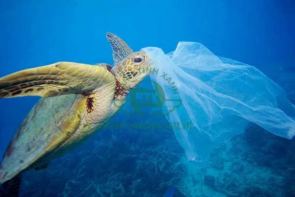 Tác động tiêu cực của rác thải đến hệ sinh thái động thực vật