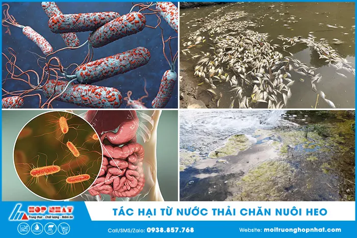 Tác hại nghiêm trọng của nước thải chăn nuôi lợn chưa qua xử lý