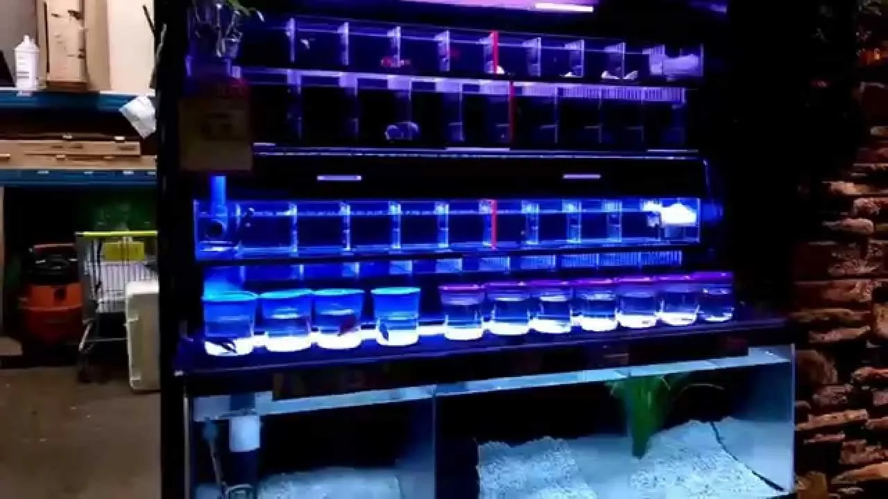 Tắt hoặc giảm đèn là cách làm mát bể cá đơn giản, giảm lượng nhiệt sinh ra