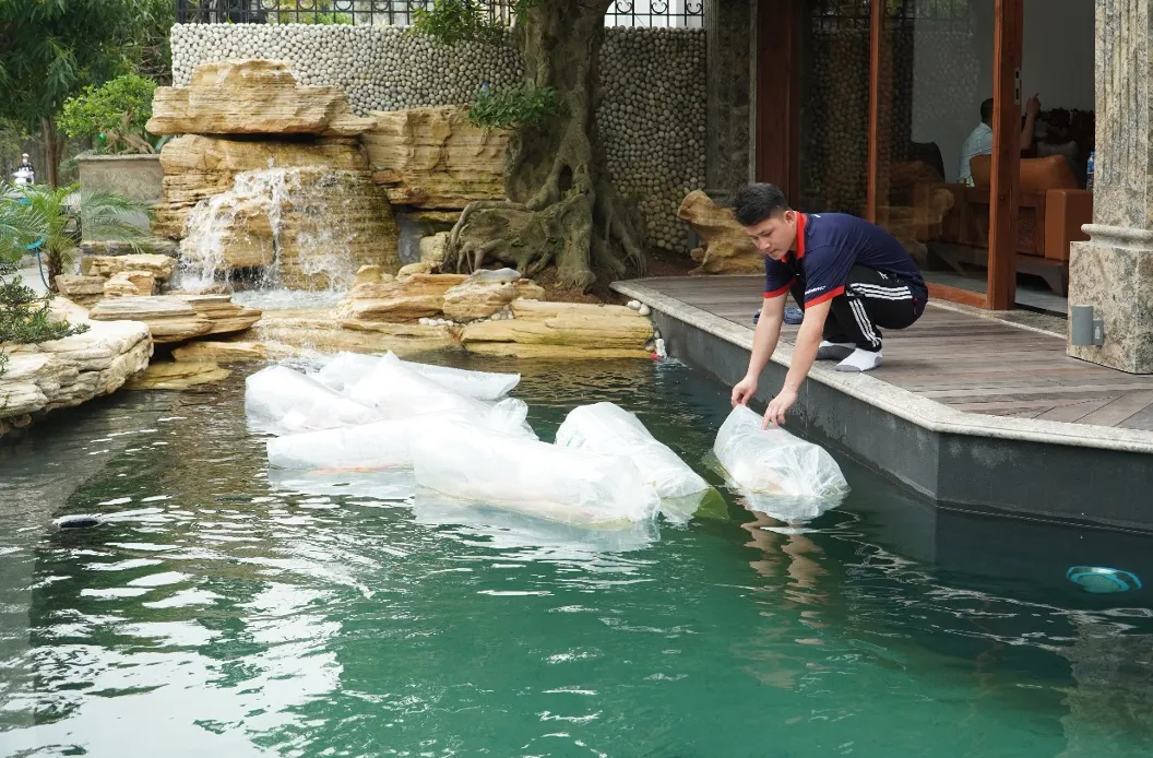 Thả cá koi vào hồ đúng cách