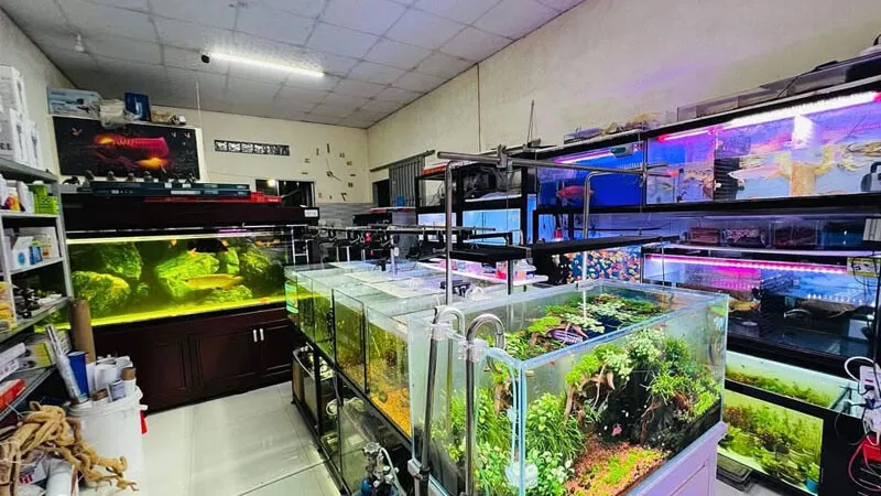 thanh-ly-ho-ca-cu Top 9 Địa Chỉ Mua Bán Thanh Lý Hồ Cá Cũ Tại TPHCM – Giải Pháp Tiết Kiệm Cho Người Yêu Cá Cảnh