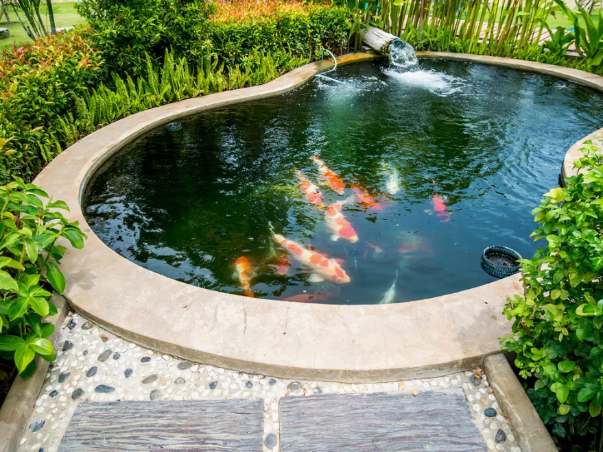 Thiết kế hình hồ cá đẹp hợp phong thủy mang lại tài lộc