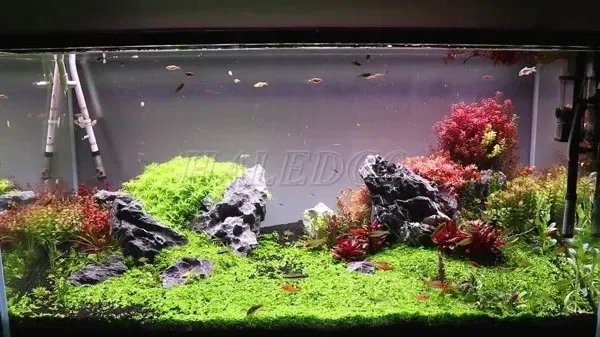 Thiết kế hồ kính nuôi cá 1m2 với hệ thống lọc và đèn chiếu sáng, tạo cảnh quan thủy sinh sống động