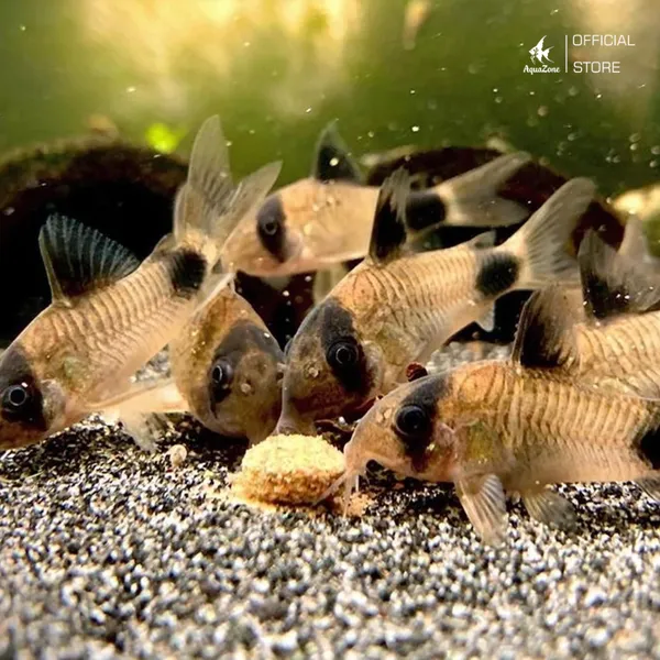 Thức ăn dạng viên đa dạng phù hợp cho các loại cá cảnh trong hồ thủy sinh