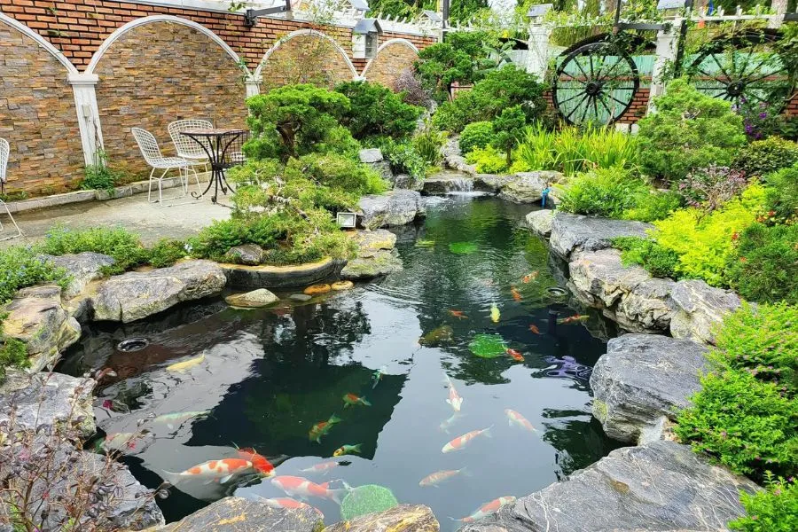 Tiểu cảnh hồ cá Koi được lát đá tự nhiên xung quanh mang lại cảm giác gần gũi, tự nhiên