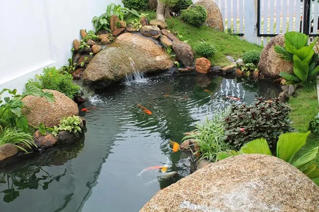 tiểu cảnh hồ cá Koi lớn trong sân vườn, mang lại sự sang trọng