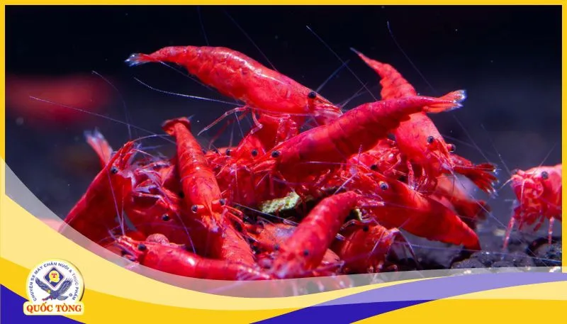 Tôm càng xanh bơi lội trong hồ kiếng trang trí