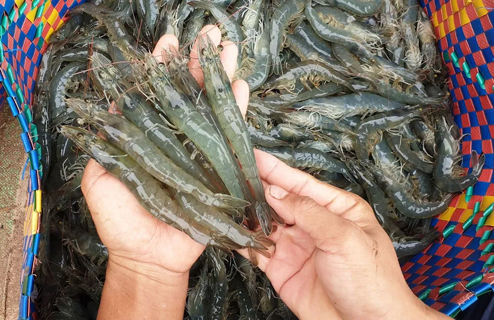 Tôm càng xanh nước ngọt đang được thu hoạch từ ao, minh họa cho mô hình nuôi trồng thủy sản ngắn hạn mang lại lợi nhuận ổn định.