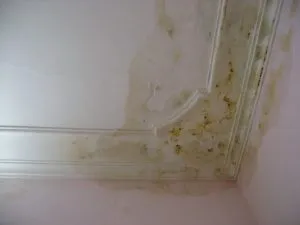 Tường nhà bị ẩm mốc, bong tróc do không thi công chống thấm kịp thời