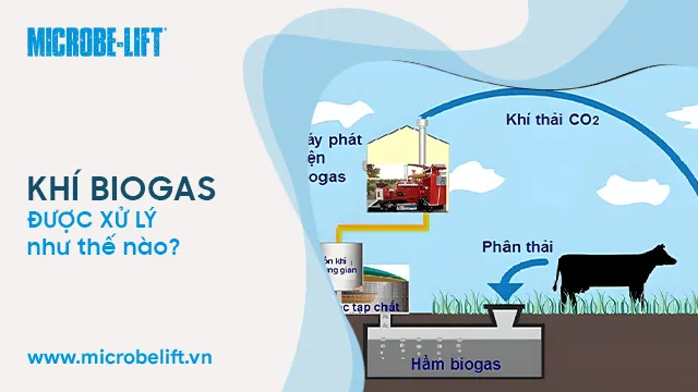 Ứng dụng của Bioga trong bảo vệ môi trường