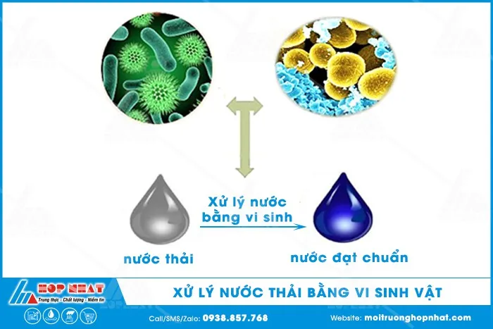 Vai trò của vi sinh vật trong xử lý nước thải sinh học