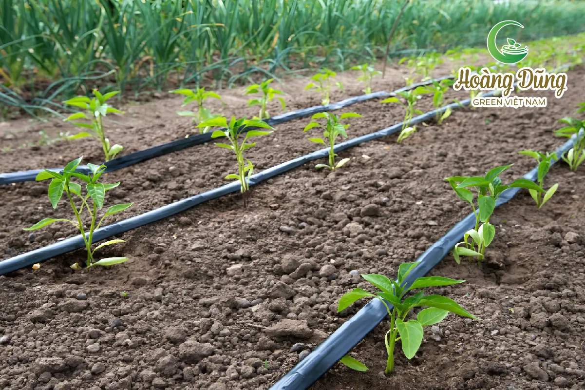 Vệ sinh bạt HDPE sau khi sử dụng