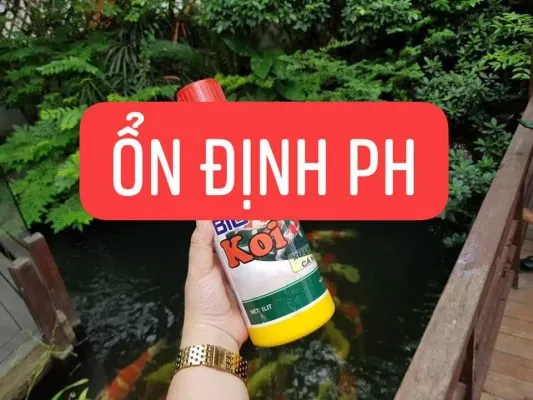 Vi sinh Biofish KOI giúp ổn định pH và màu nước, hạn chế tảo phát triển